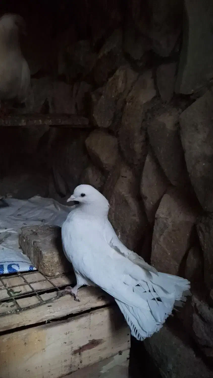 کبوتر|پرنده|سمنان, |دیوار