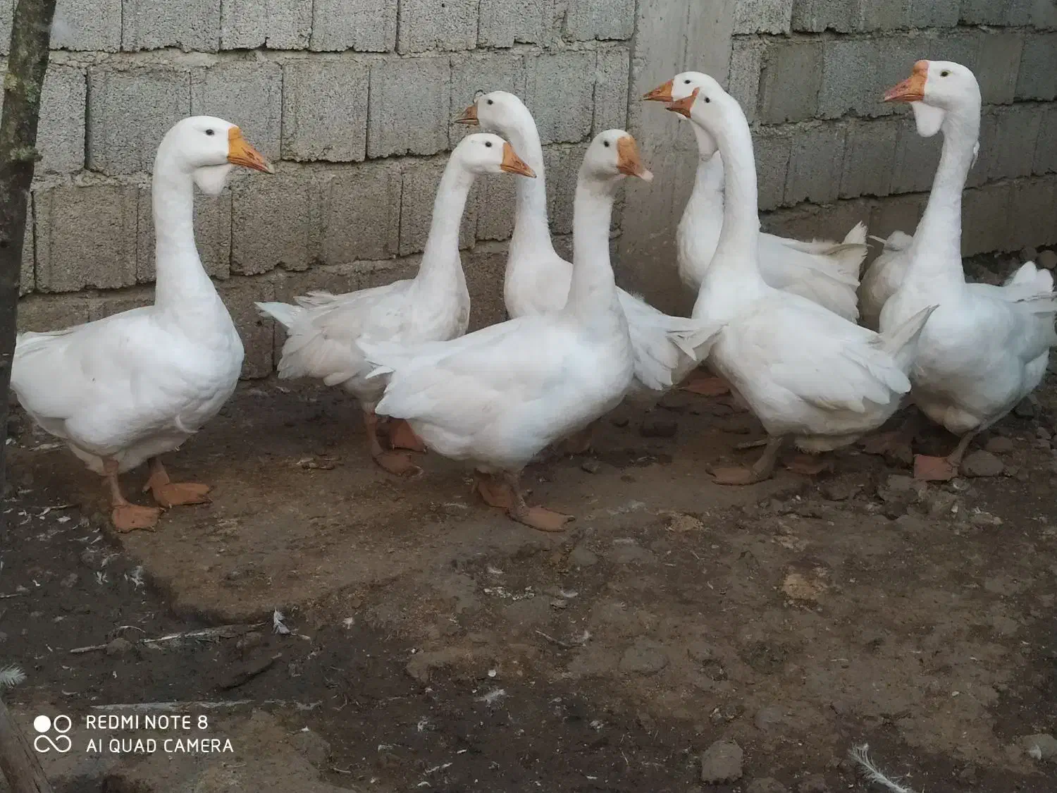 قوغاز اکراینی|حیوانات مزرعه|پرهسر, |دیوار