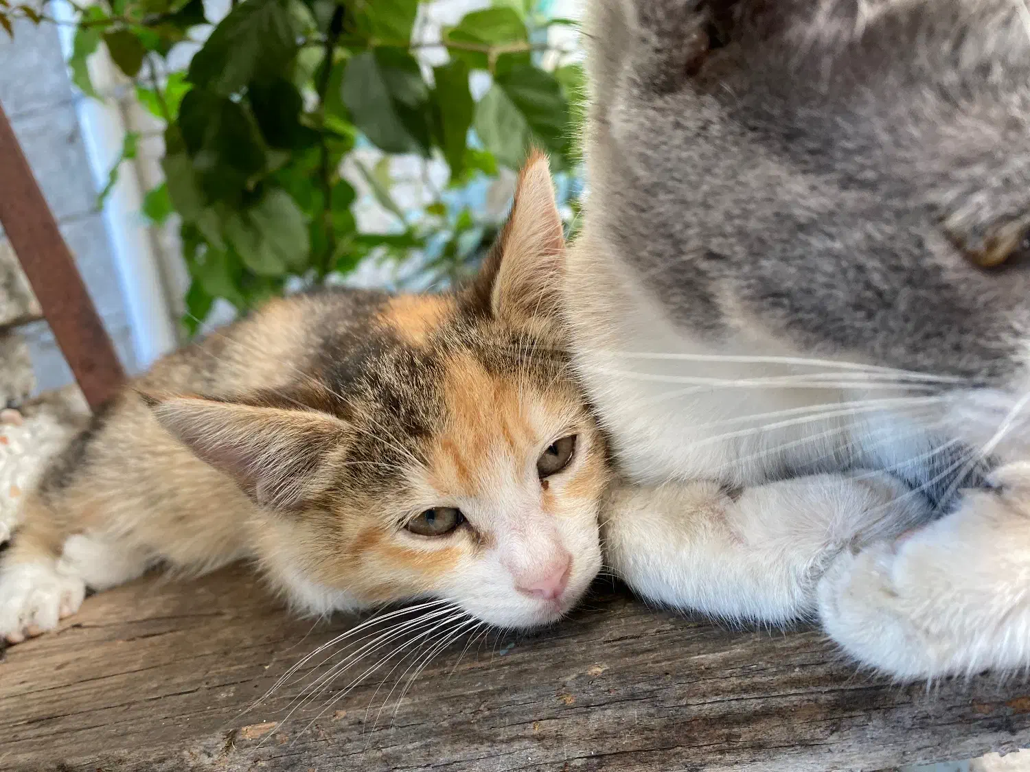 واگذاری گربه|گربه|لاهیجان, کوی خزر|دیوار