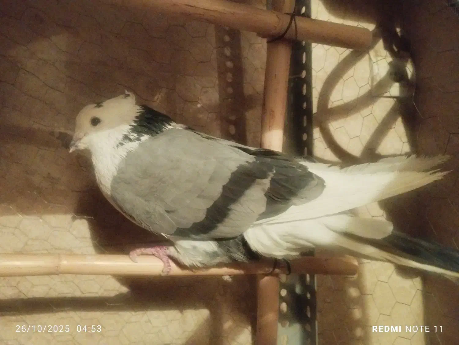 کبوتر پرشی|پرنده|گرمدره, |دیوار