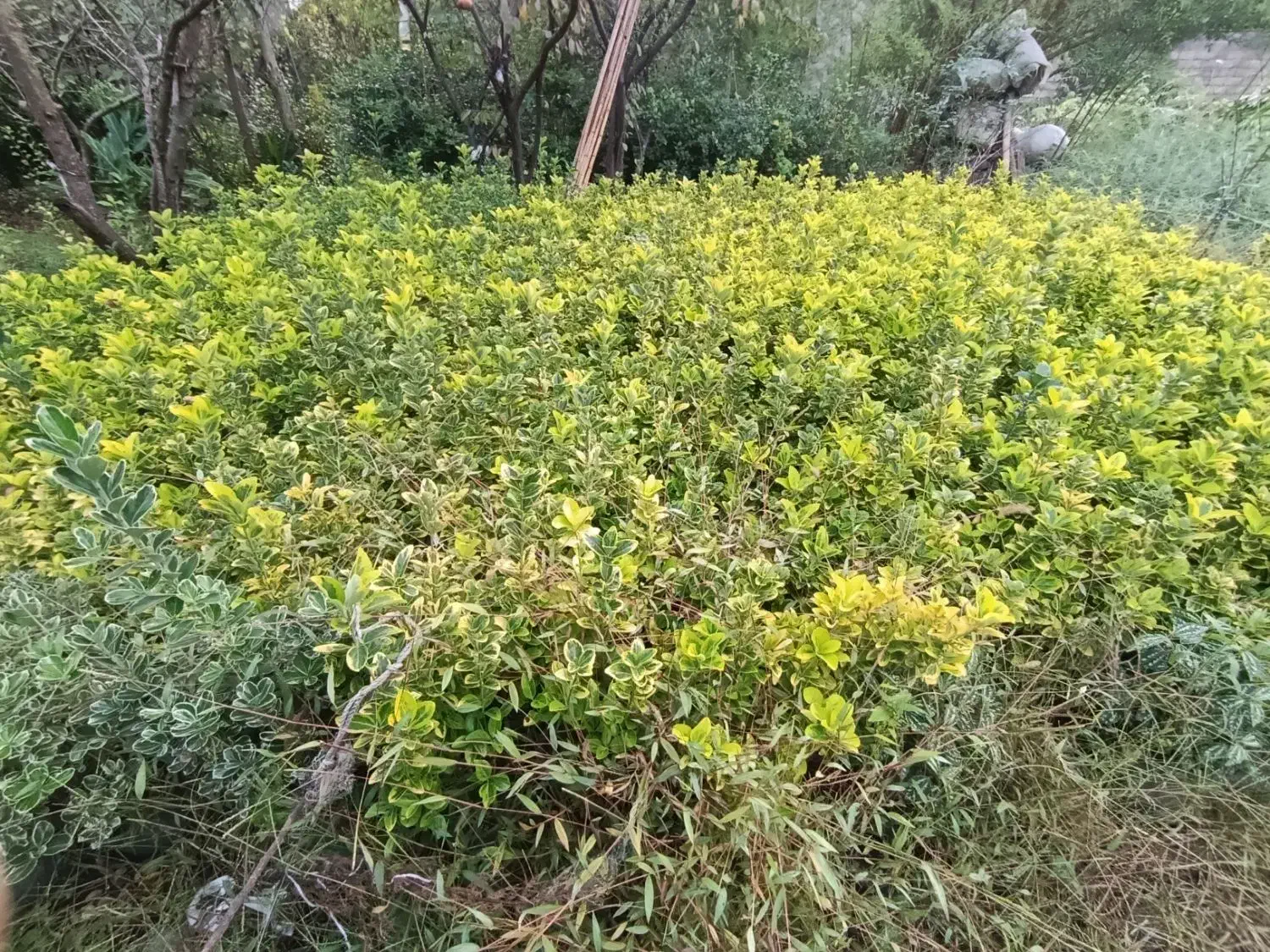 شمشاد طلایی   و ابلق|خدمات باغبانی و درختکاری|کلاچای, |دیوار