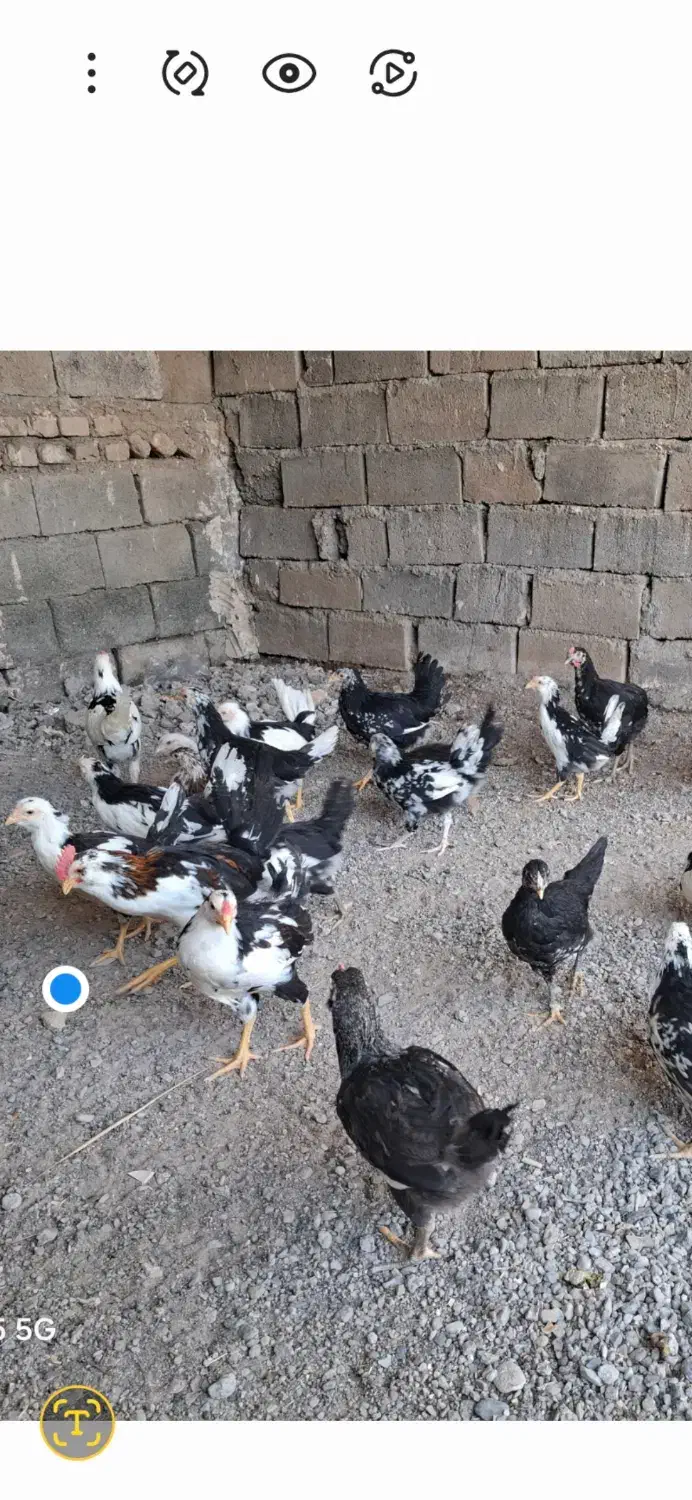 مرغ وخروس گلین لری|حیوانات مزرعه|جغتای, |دیوار