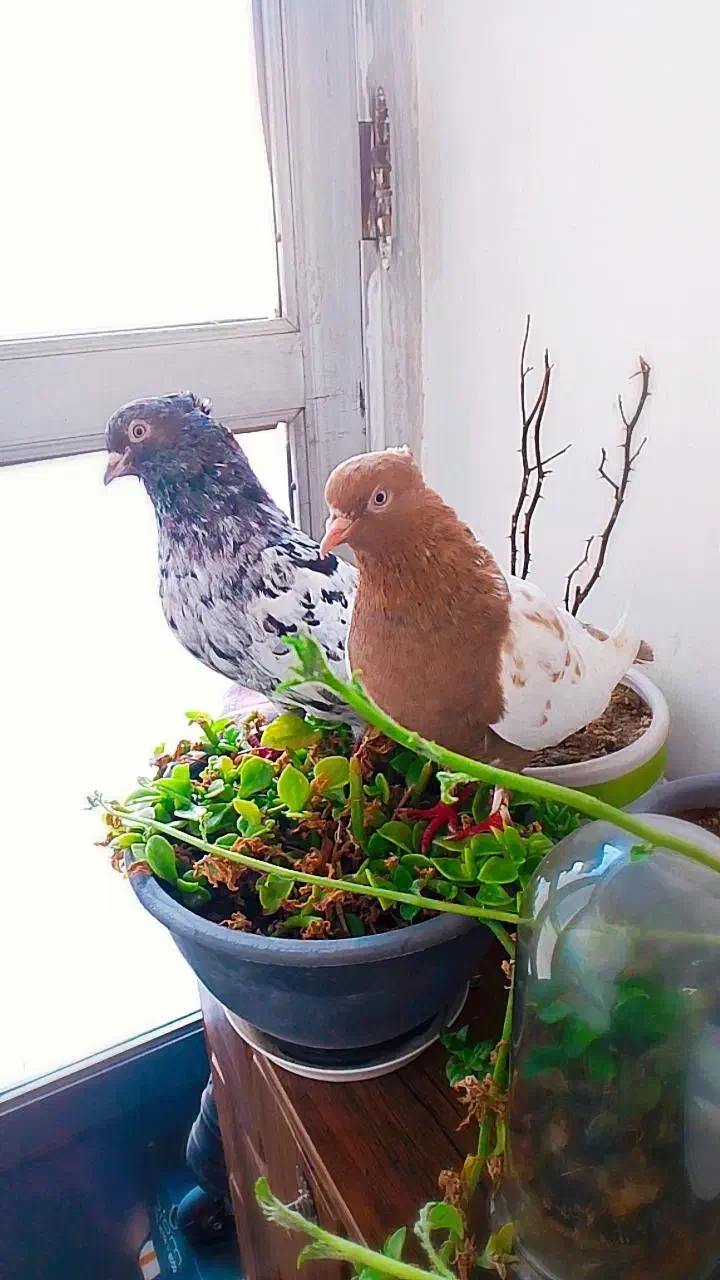 چهار عدد سینه سار زرد  میزون|پرنده|مشهد, شهید آوینی|دیوار