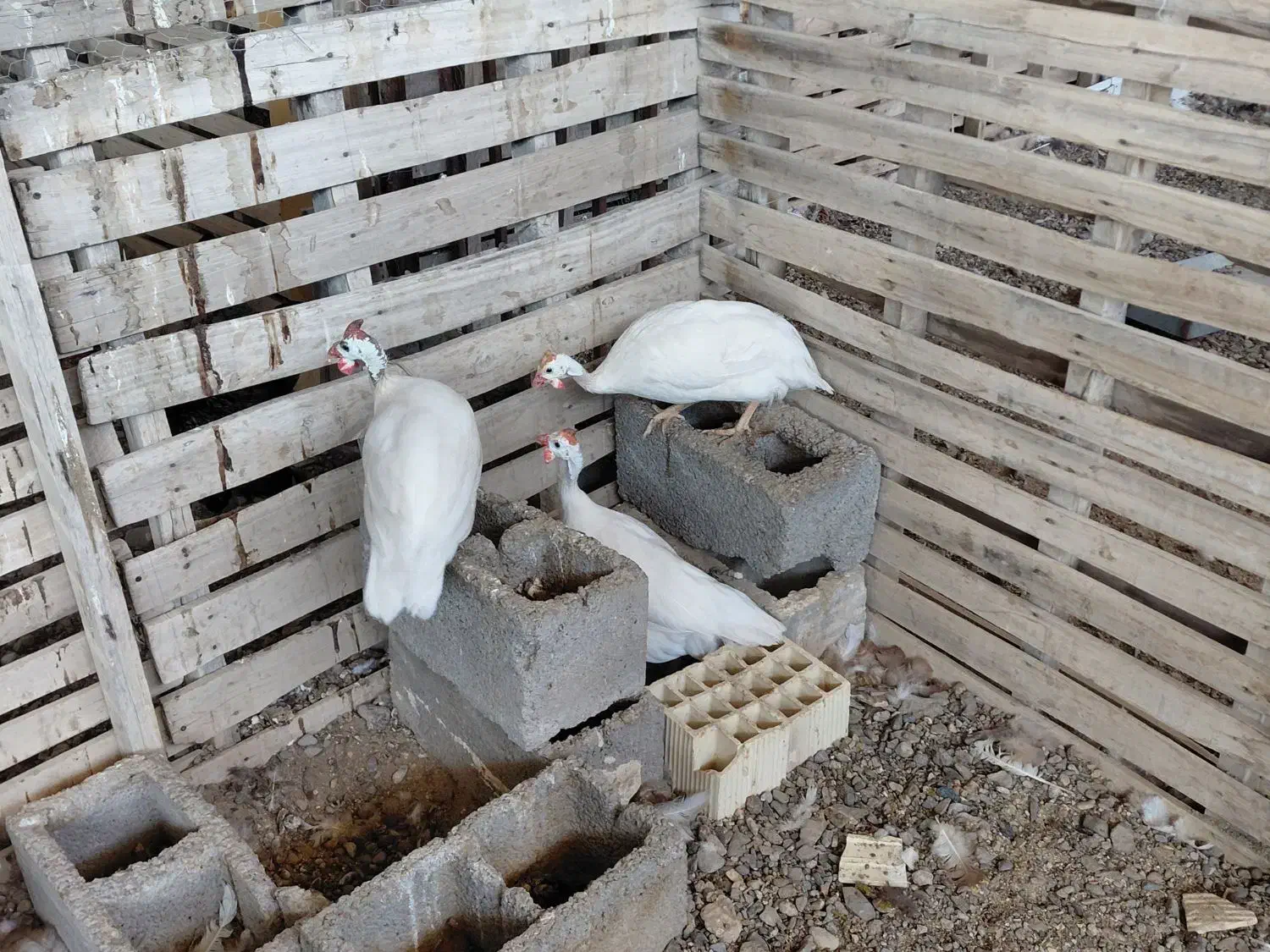 مرغ شاخدار|حیوانات مزرعه|کشکوئیه, |دیوار