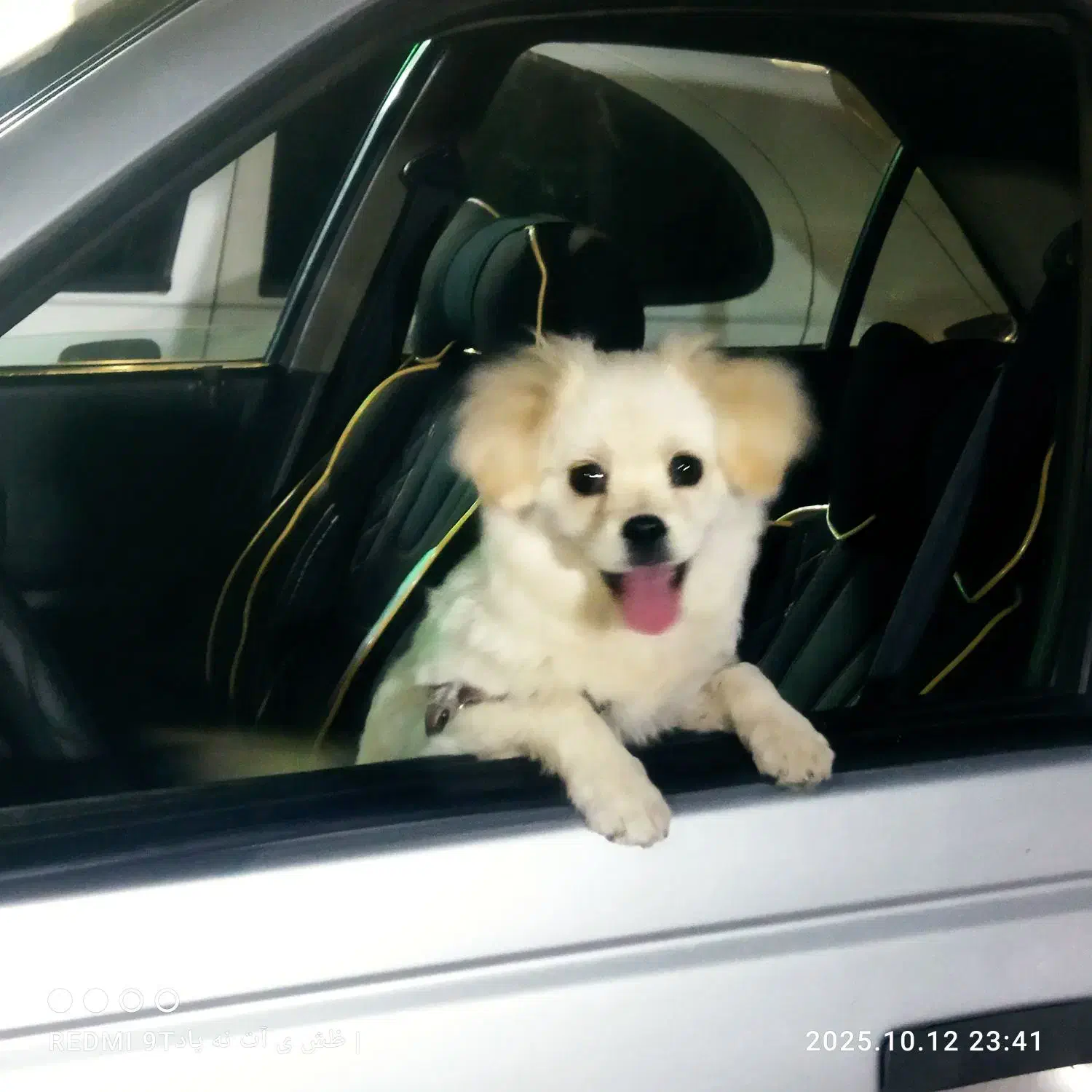 شیتزو پامر|سگ|تبریز, |دیوار