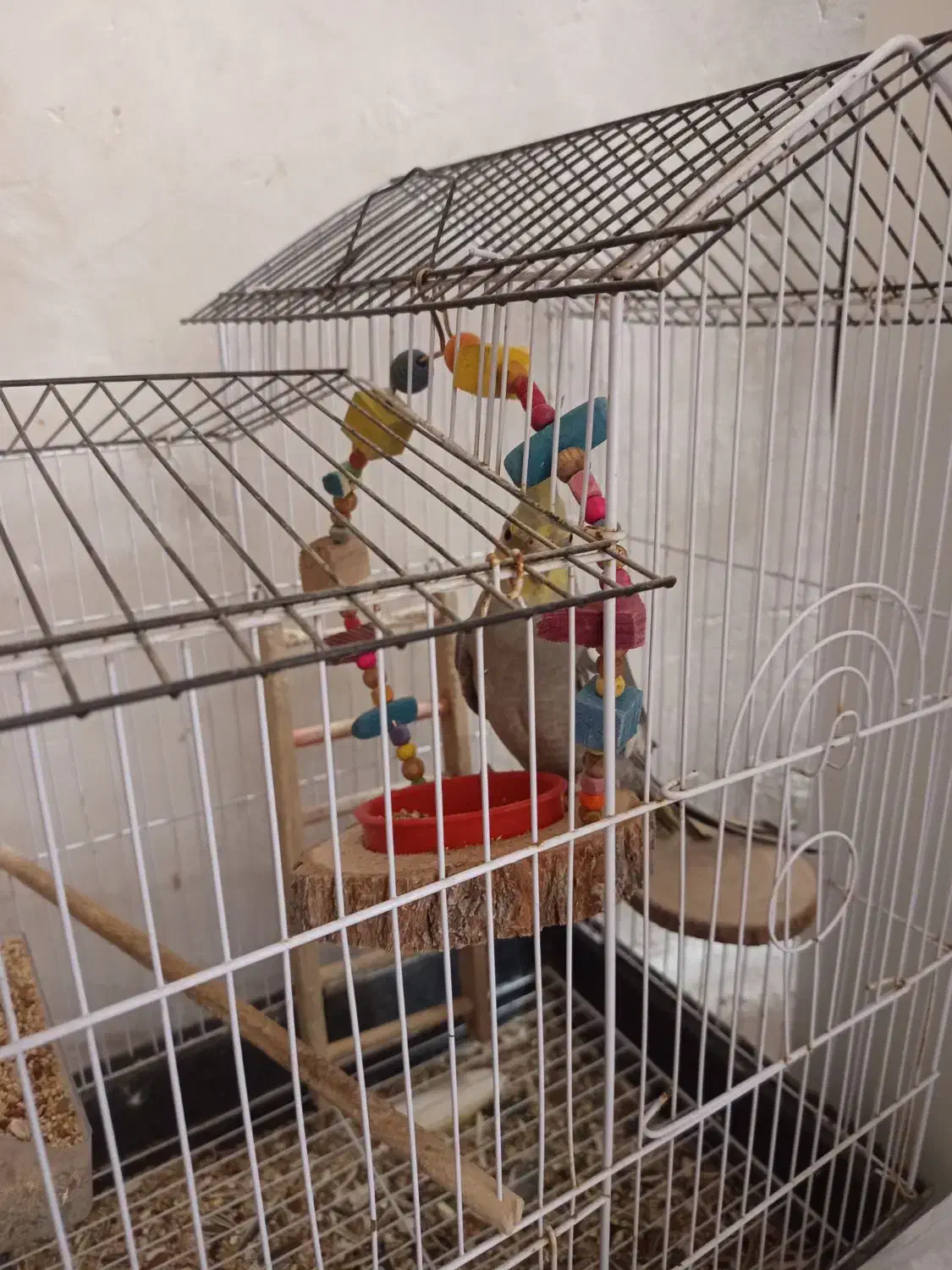 عروس هلندی نر|پرنده|لامرد, |دیوار