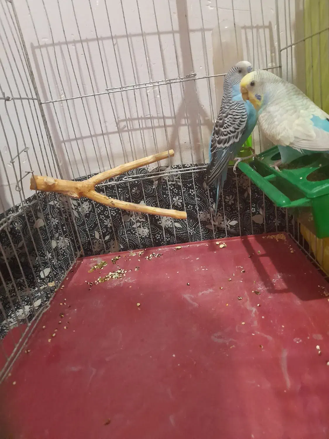 جفت مرغ عشق|پرنده|نظرآباد, مسکن مهر نظرآباد|دیوار