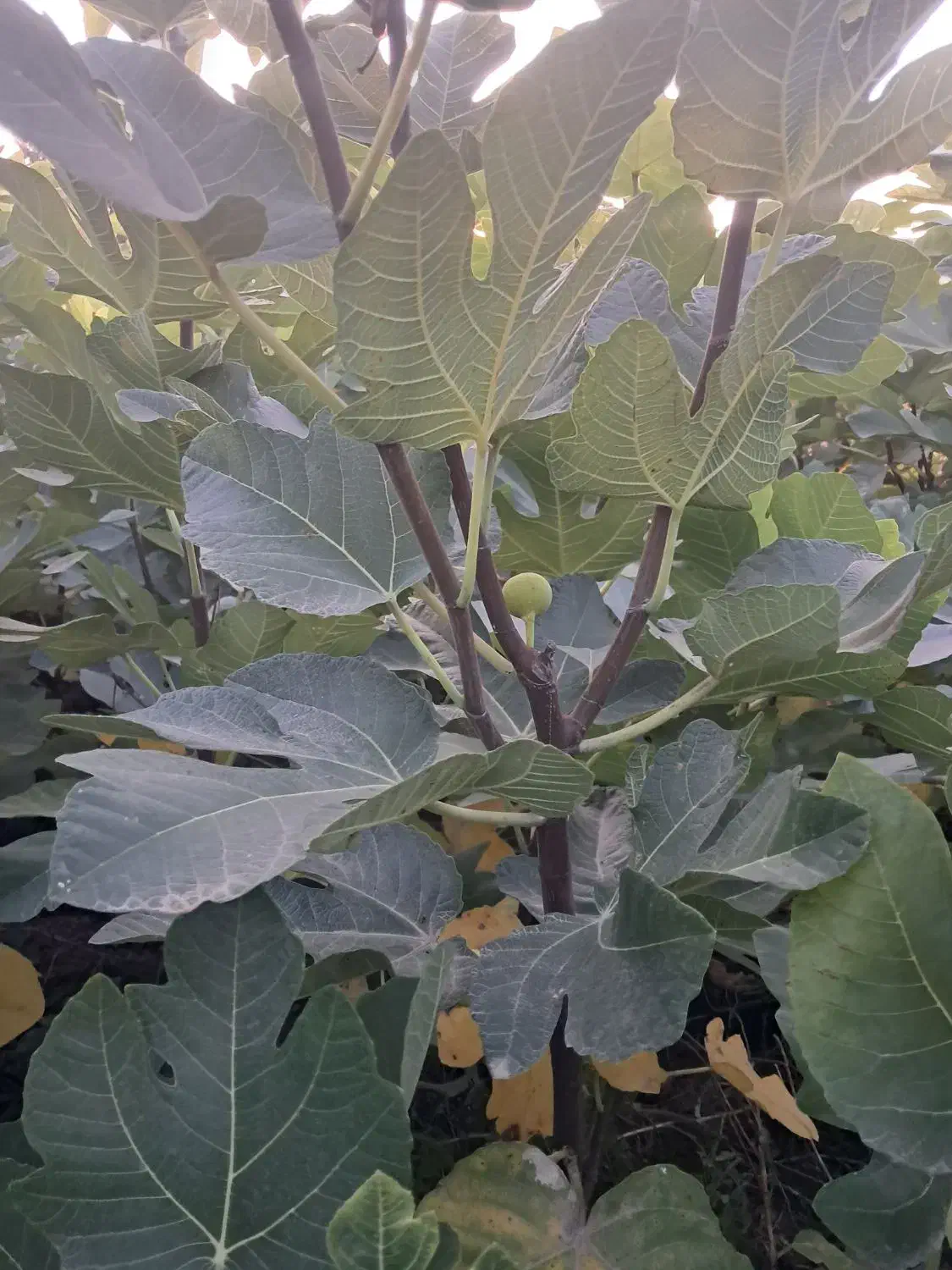 فروش نهال انجیر زعفرانی گلوگاه تضمینی|گل و گیاه طبیعی|گلوگاه, |دیوار