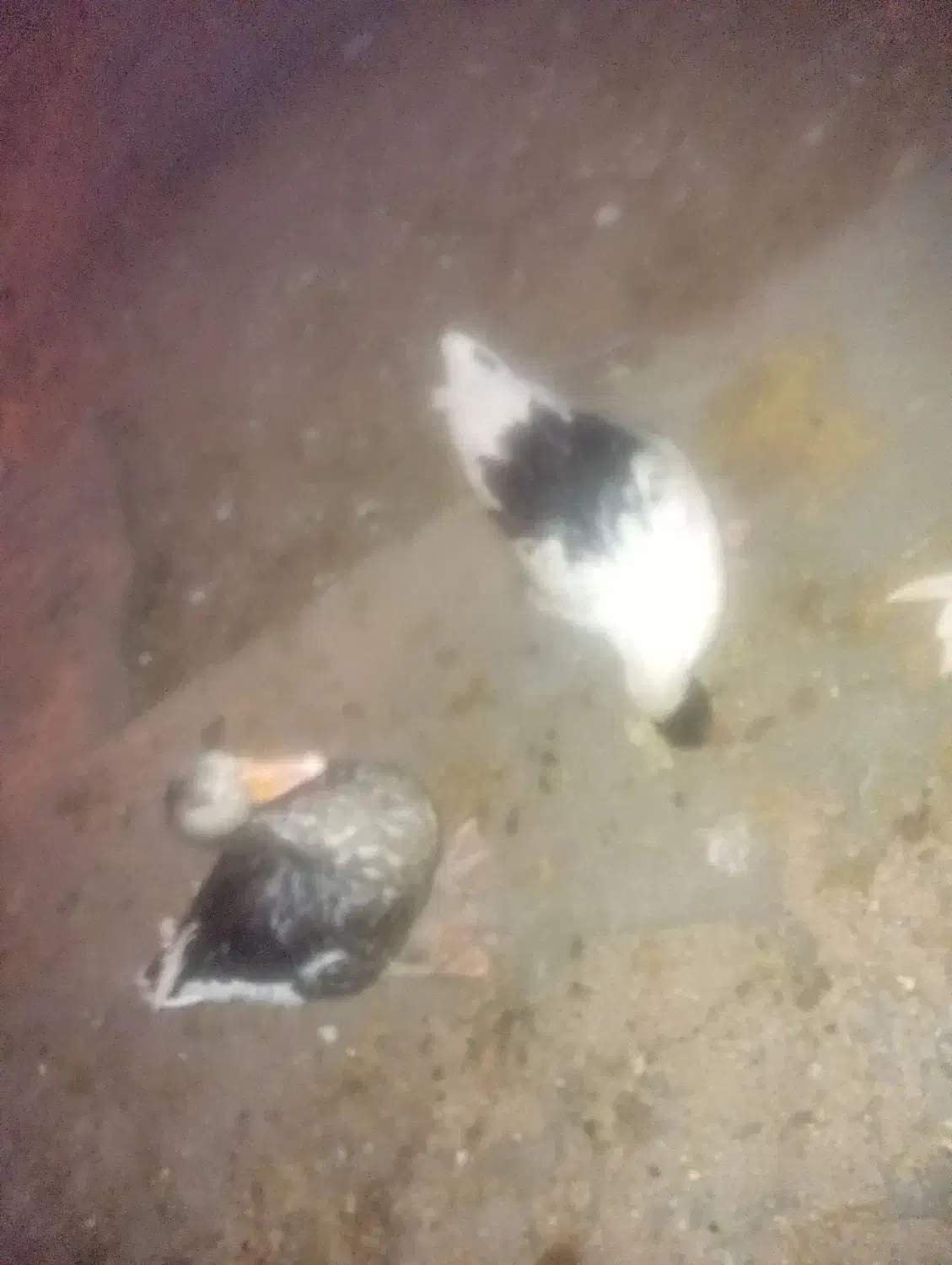 غاز|حیوانات مزرعه|مرودشت, بیست متری بیمارستان|دیوار