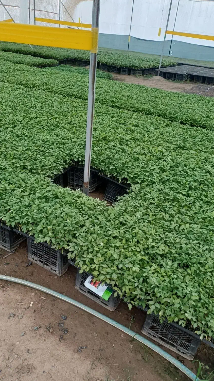 فروش لوبیا|خوردنی و آشامیدنی|کهنوج, |دیوار