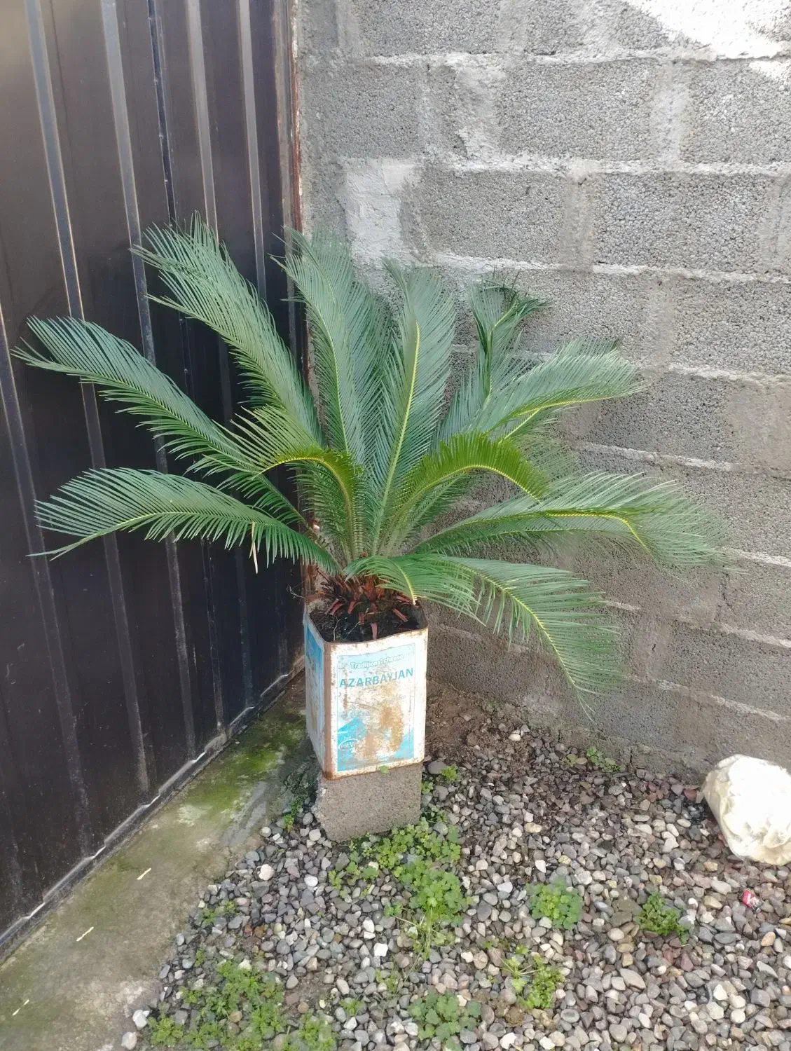 گل و گیاه|گل و گیاه طبیعی|خمام, |دیوار