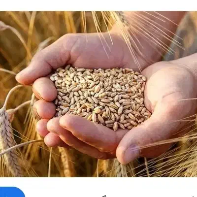 گندم (خورموج)|عمده‌فروشی|خورموج, |دیوار