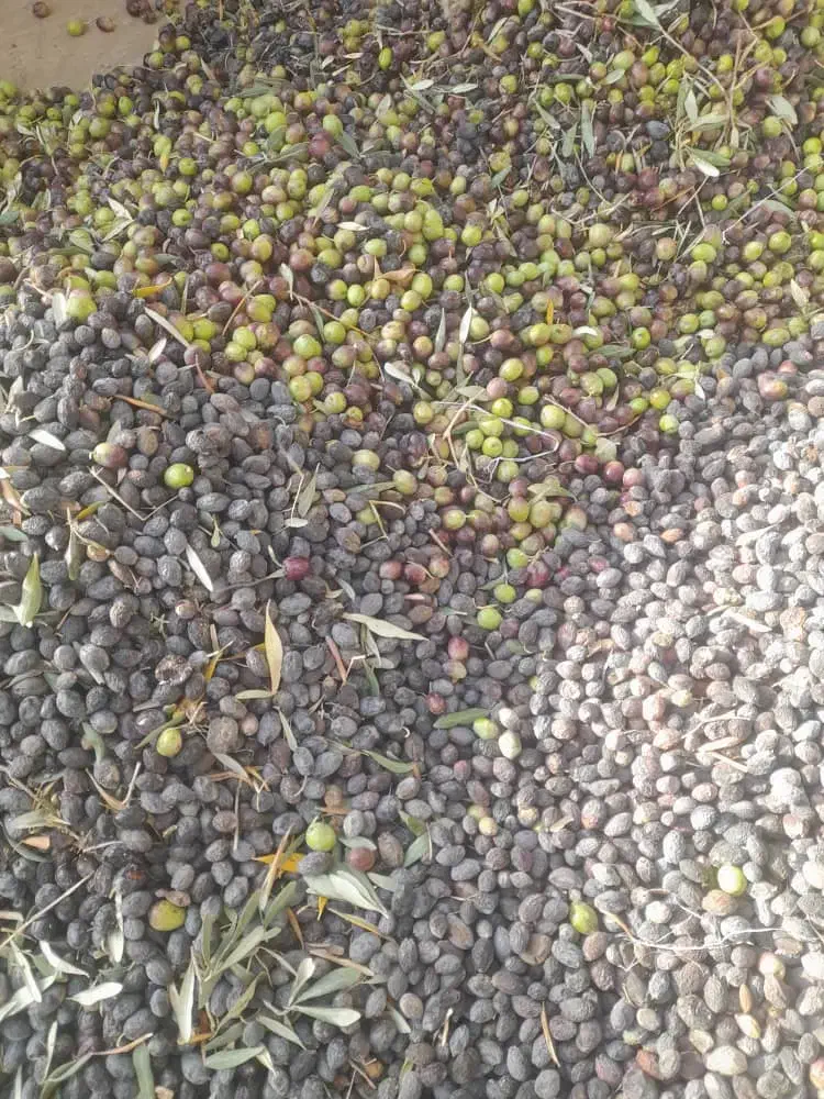 زیتون روغنی میخوام|فعالیت داوطلبانه|گلزار, |دیوار