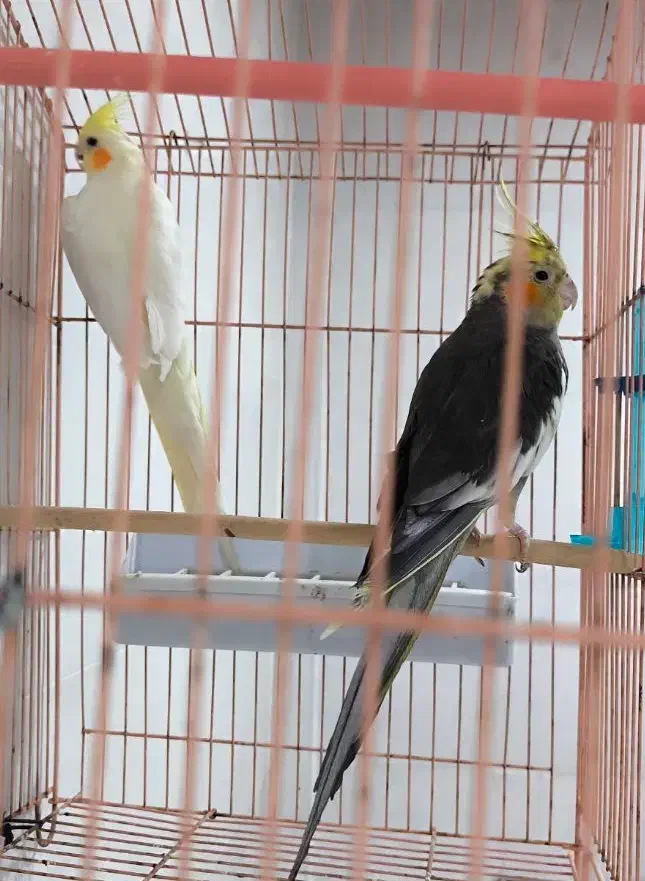 طوطی عروس هلندی مولد، برزیلی|پرنده|شیراز, لاله|دیوار