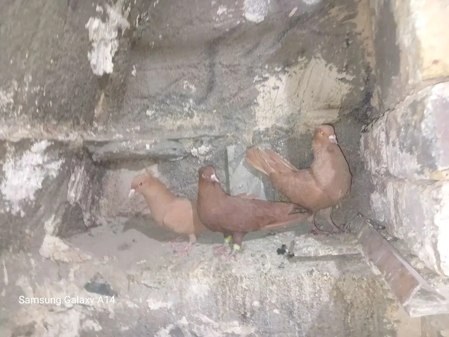 کبوتر|پرنده|کنگاور, |دیوار