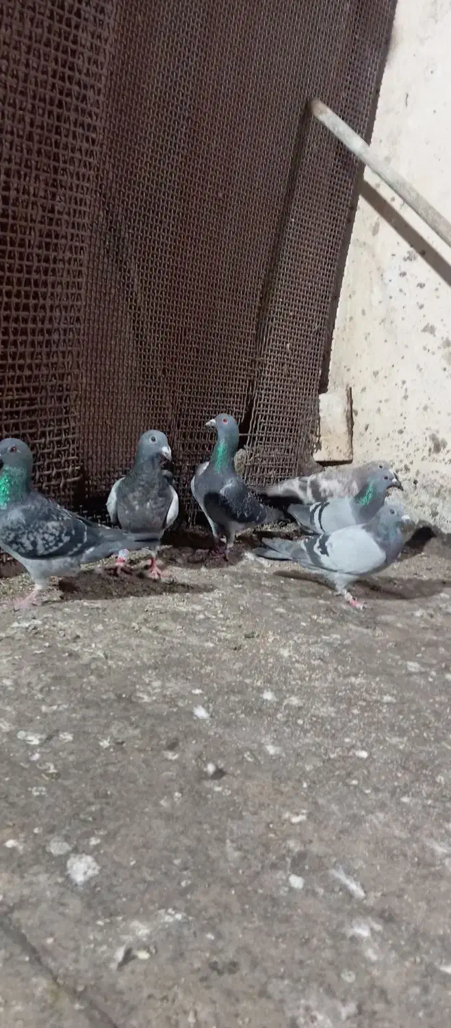 کبوتر|پرنده|رضویه, |دیوار