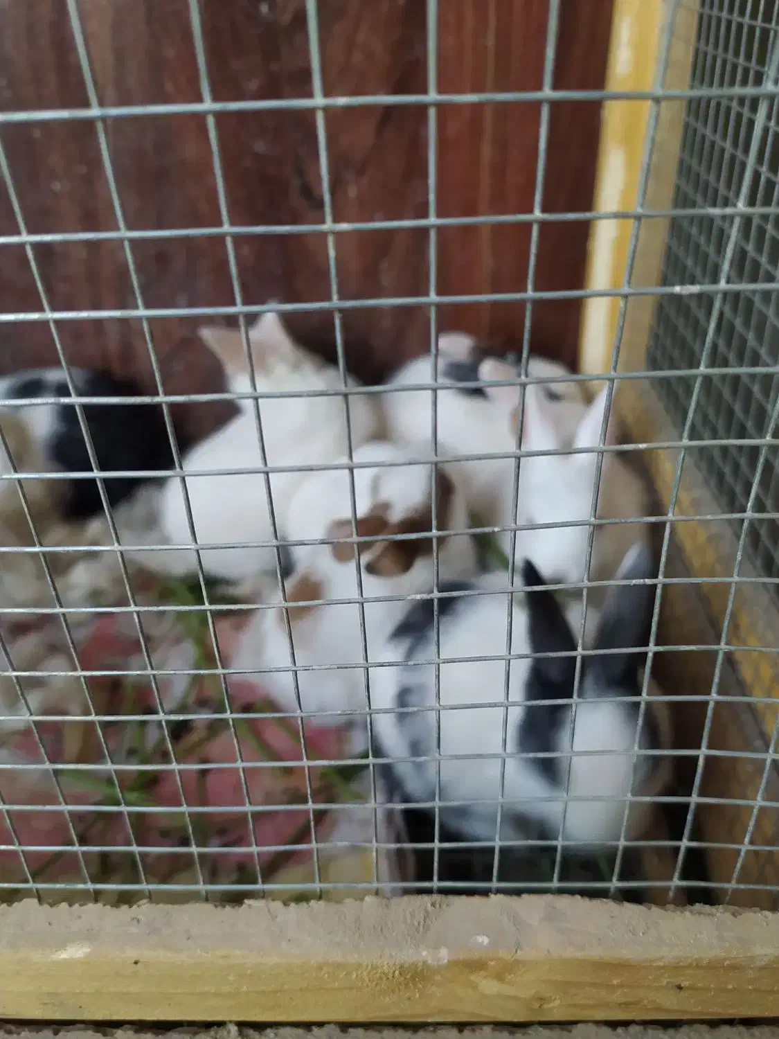 بچه خرگوش و خرگوش بزرگ  مرغ و خروس معاوضه با پرنده|موش و خرگوش|زاهدان, |دیوار