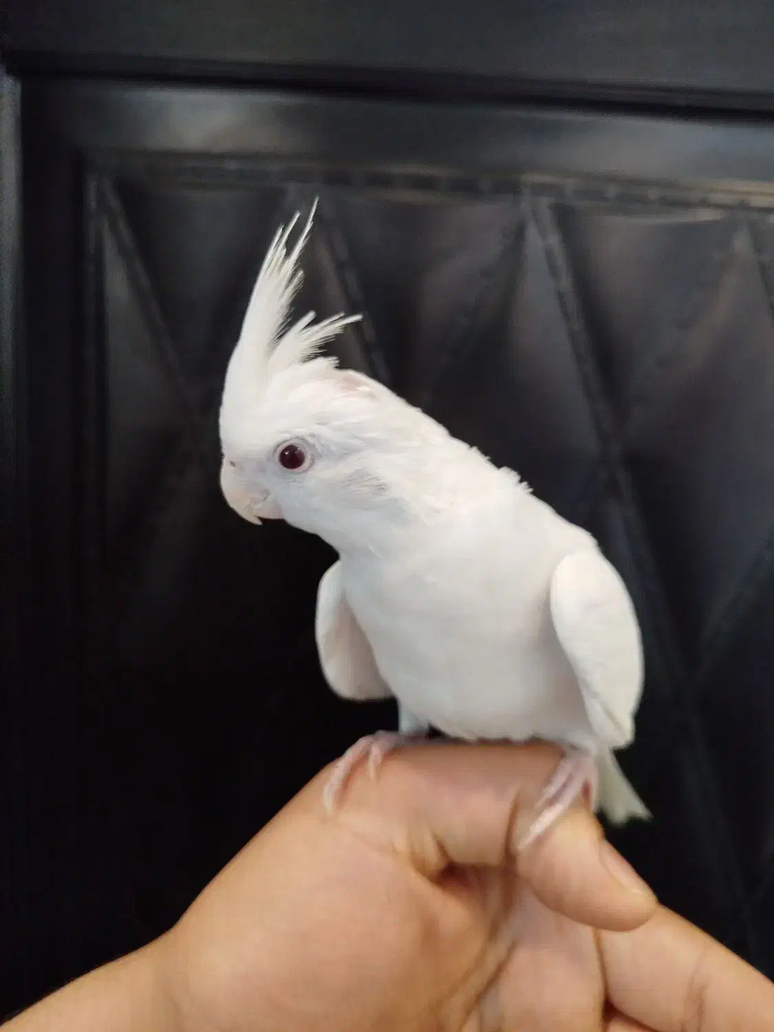 عروس هلندی آلبینو|پرنده|تربت‌حیدریه, پیشکوه|دیوار