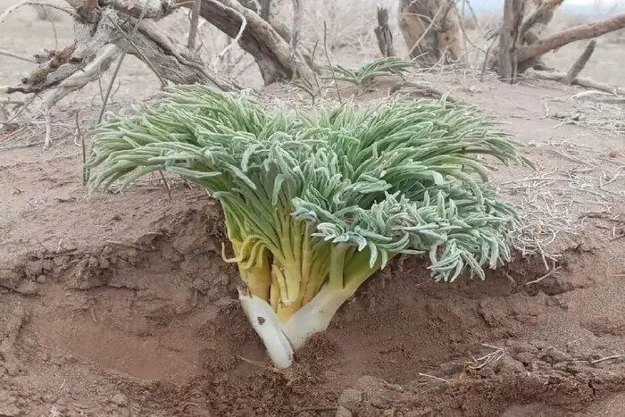 پخت کما|گل و گیاه طبیعی|بیرجند, |دیوار