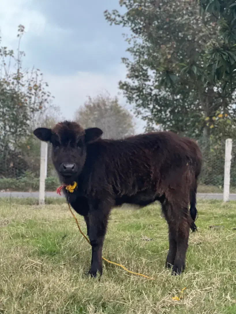 لیشه گوساله ی ماده|حیوانات مزرعه|کوچصفهان, |دیوار