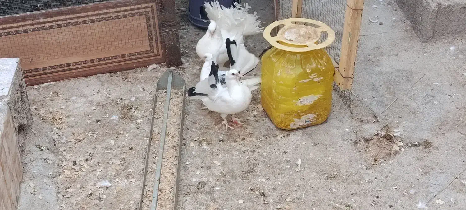 کبوتر دم چتری نژاد انگلیسی گردن لرزون|پرنده|آبدان, |دیوار