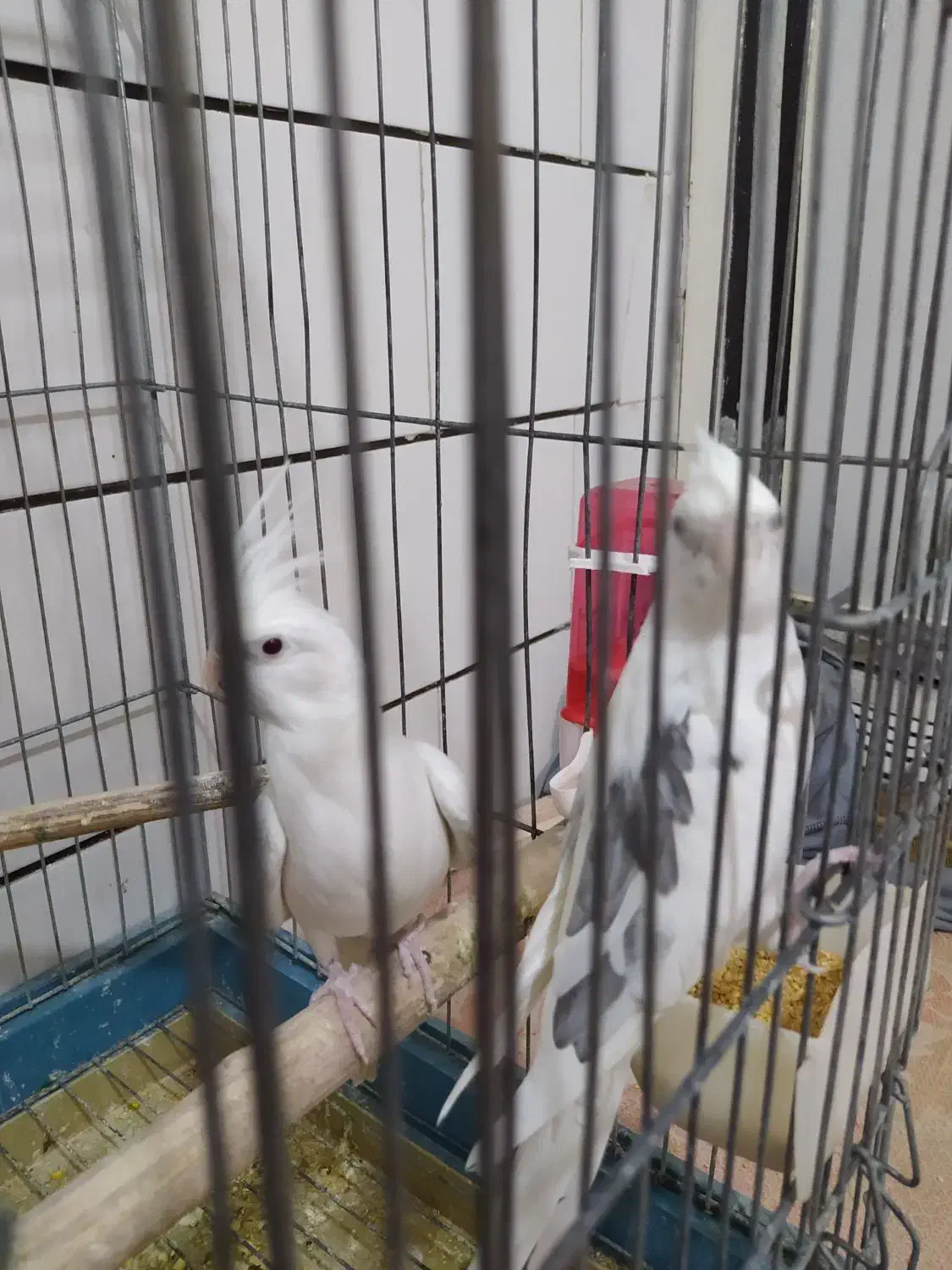 عروس هلندی|پرنده|قم, کیوانفر|دیوار