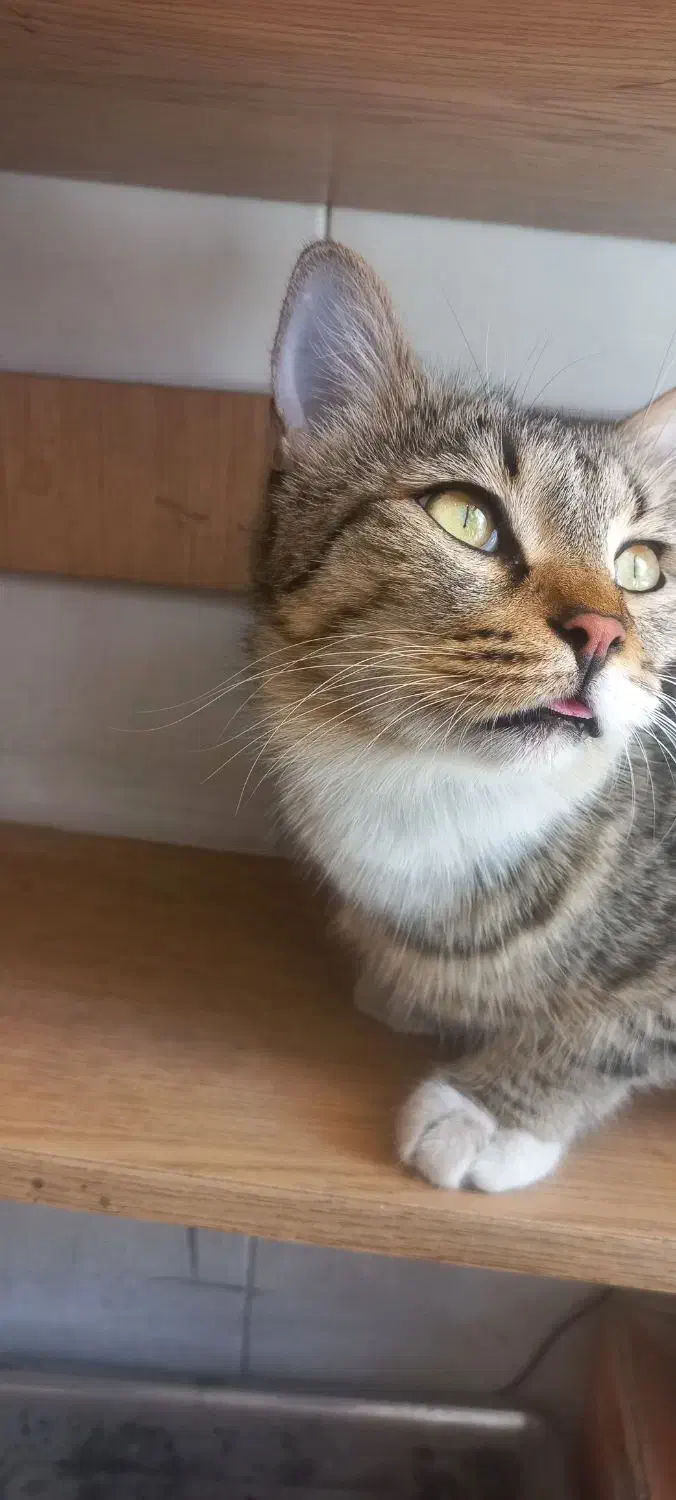 واگذاری گربه|گربه|کرج, شاهینویلا|دیوار