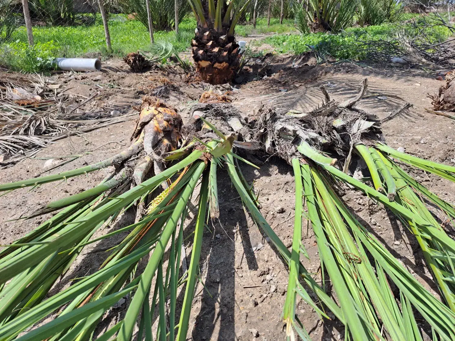 پاجوش نخل برحی|گل و گیاه طبیعی|رامهرمز, |دیوار