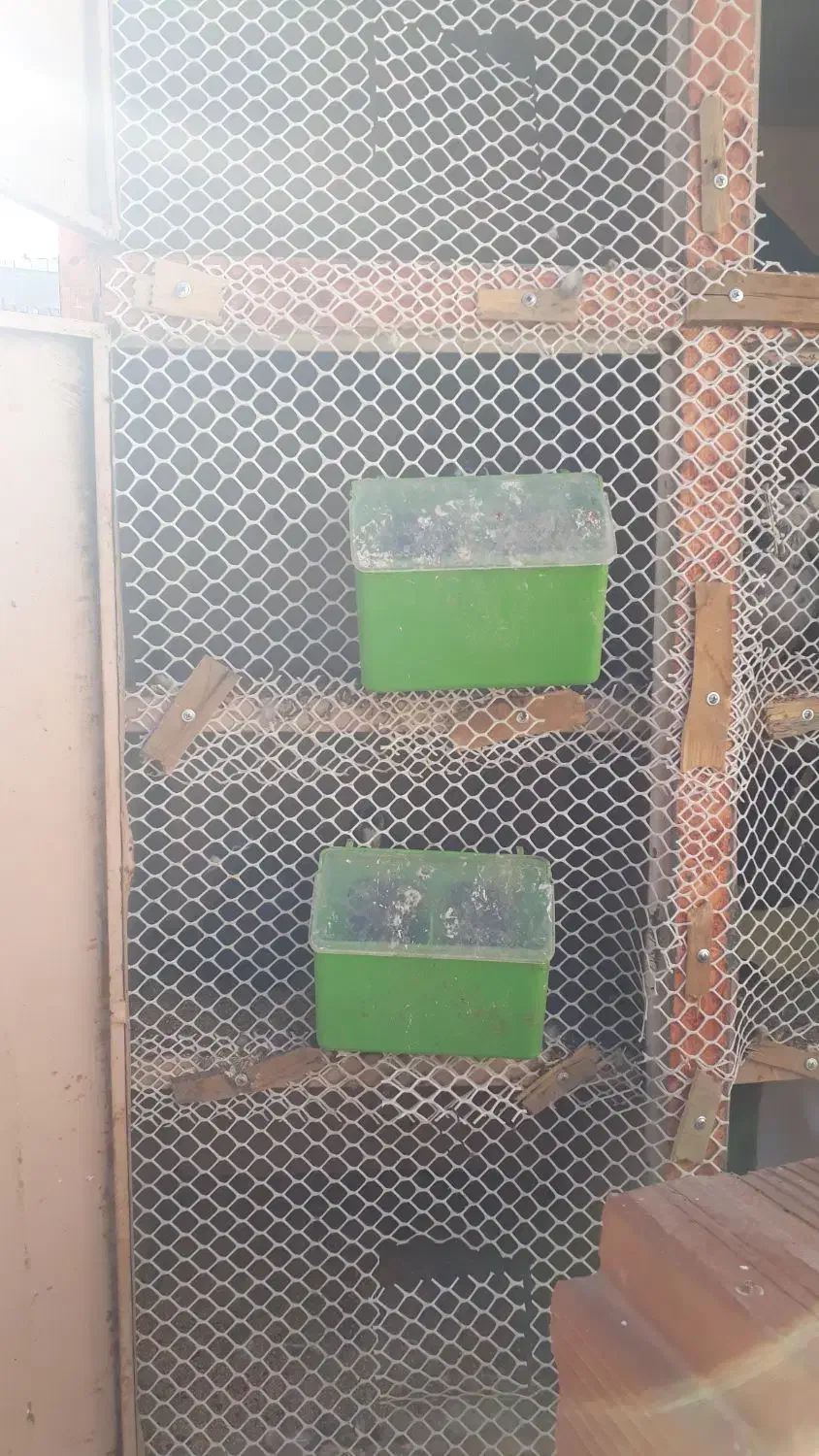 جفتگاه ۱۲تایی فلزی|لوازم جانبی حیوانات|رفسنجان, |دیوار