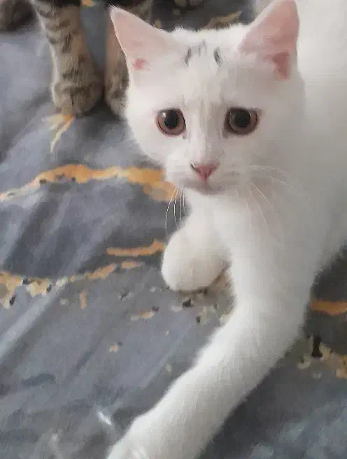 گربه|گربه|نیشابور, ناسیونال|دیوار