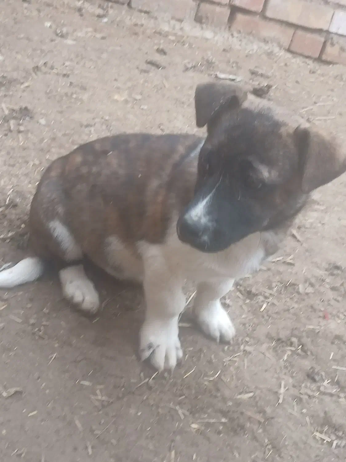 سگ پا کوتاه|سگ|نیشابور, بنیاد شهید|دیوار