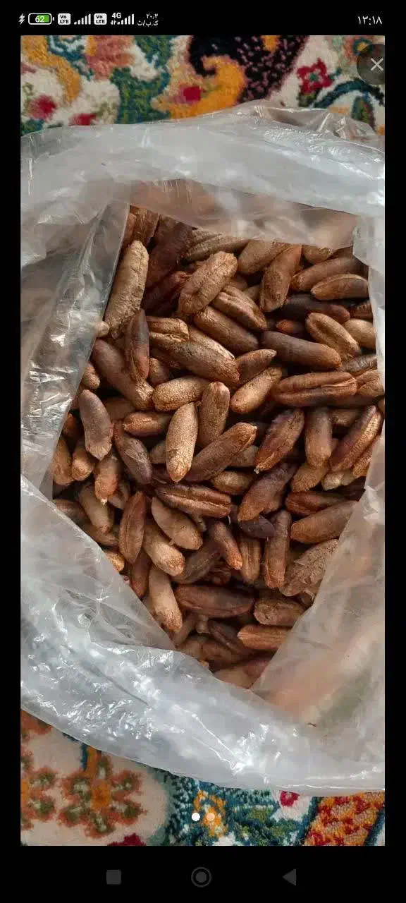 هسته خرمای|خوردنی و آشامیدنی|کاشان, باهنر|دیوار