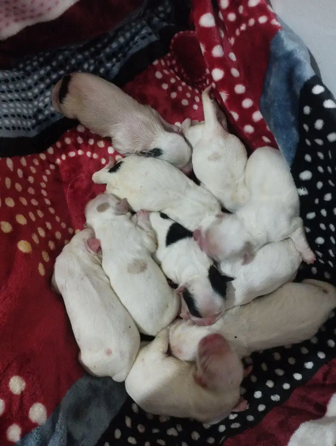 واگذاری سگ|سگ|شیراز, دست خضر|دیوار