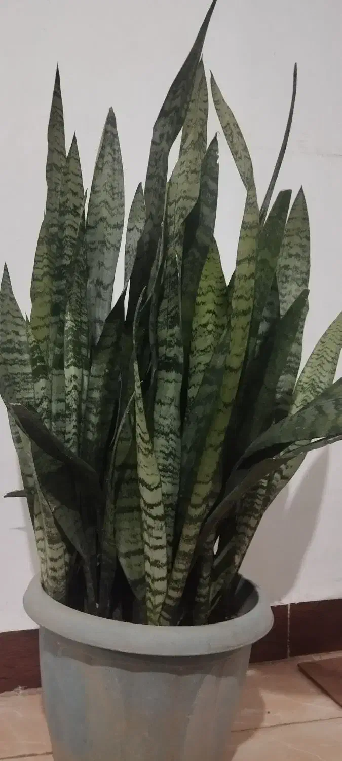 گل سانسوریا|گل و گیاه طبیعی|رشت, پل تالشان|دیوار