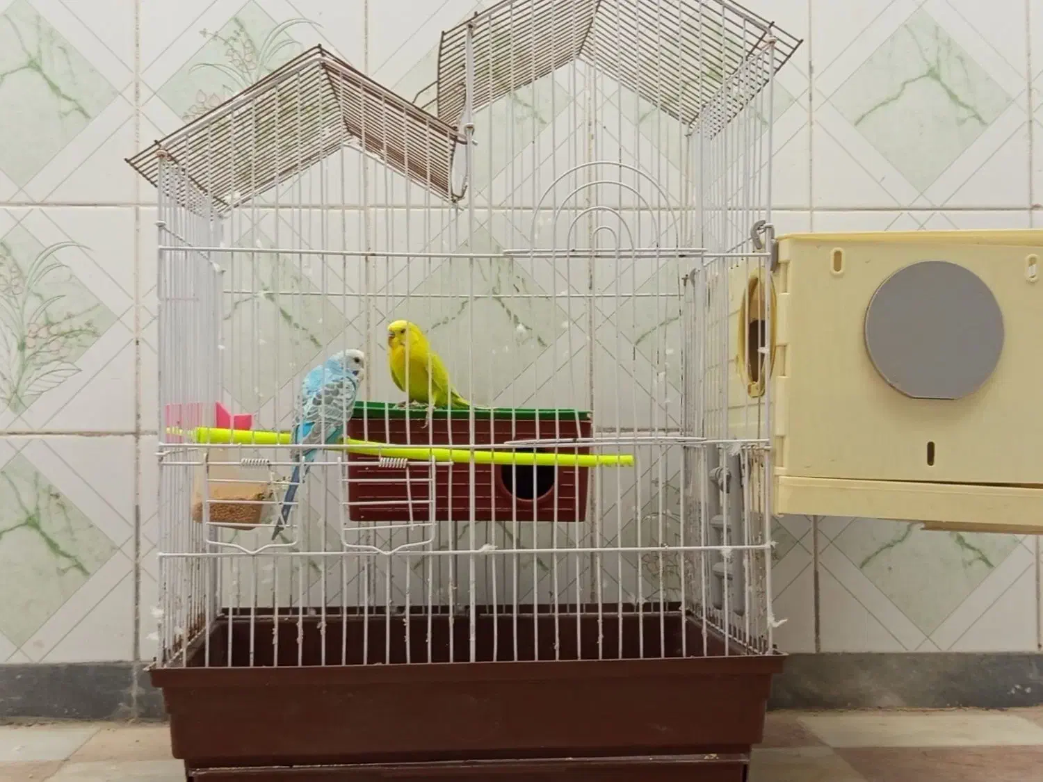مرغ عشق با قفس آبی انگلیسی ماده زرد پسته ای نر|پرنده|ایرانشهر, |دیوار