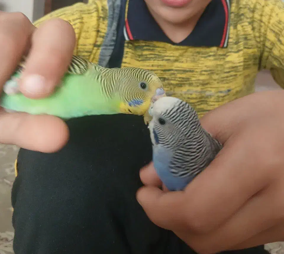 مرغ عشق نیمه دستی|پرنده|برخوار, |دیوار