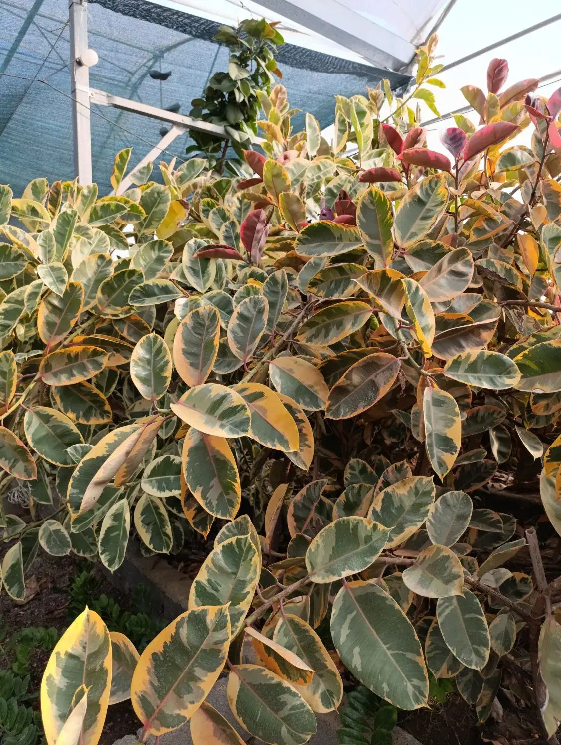 گلفروشی آمیتیس|گل و گیاه طبیعی|گنبد کاووس, |دیوار