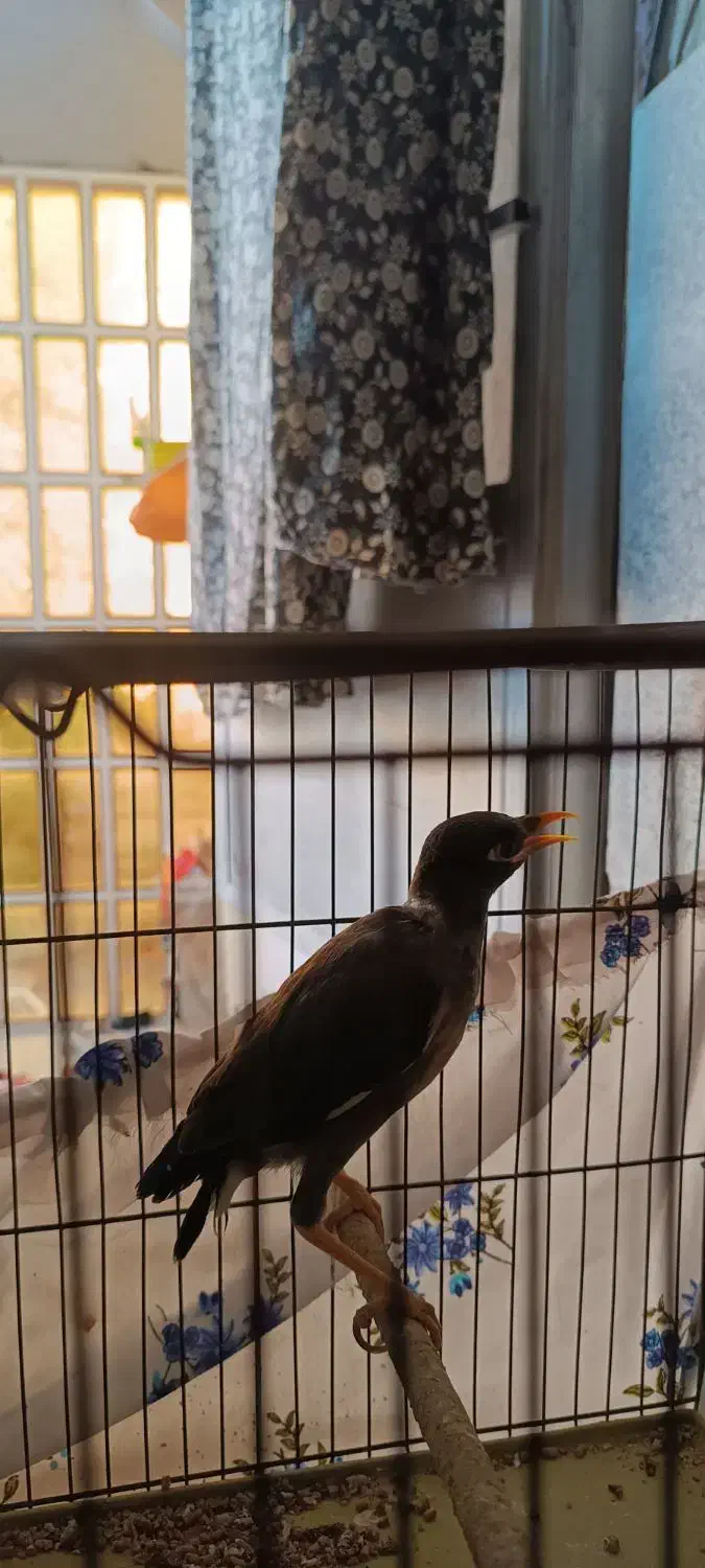 مرغ مینا ومرغ عشق|پرنده|الشتر, |دیوار