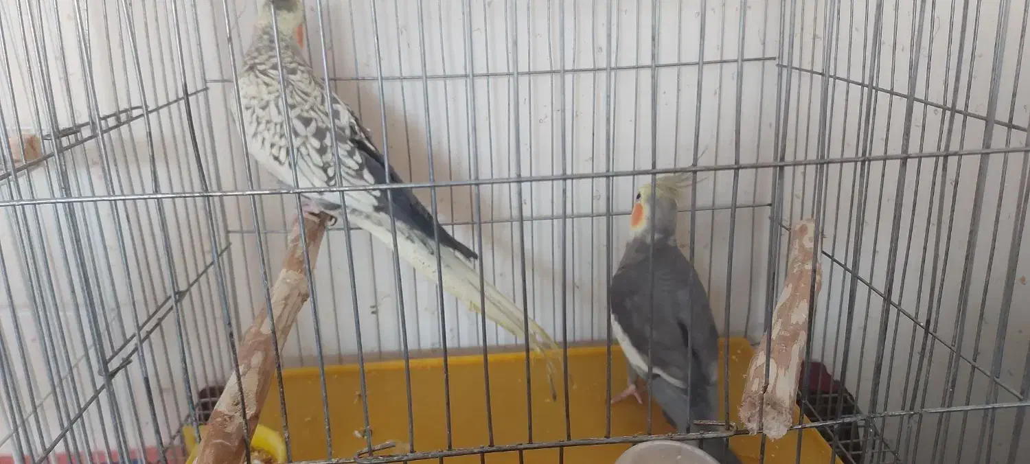 جفت مولد|پرنده|مبارکه, |دیوار