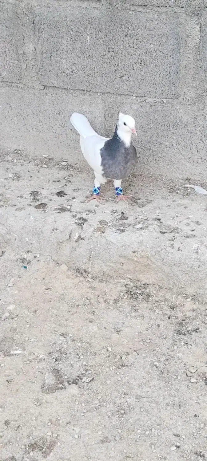 کفتر طووقی|پرنده|لامرد, |دیوار