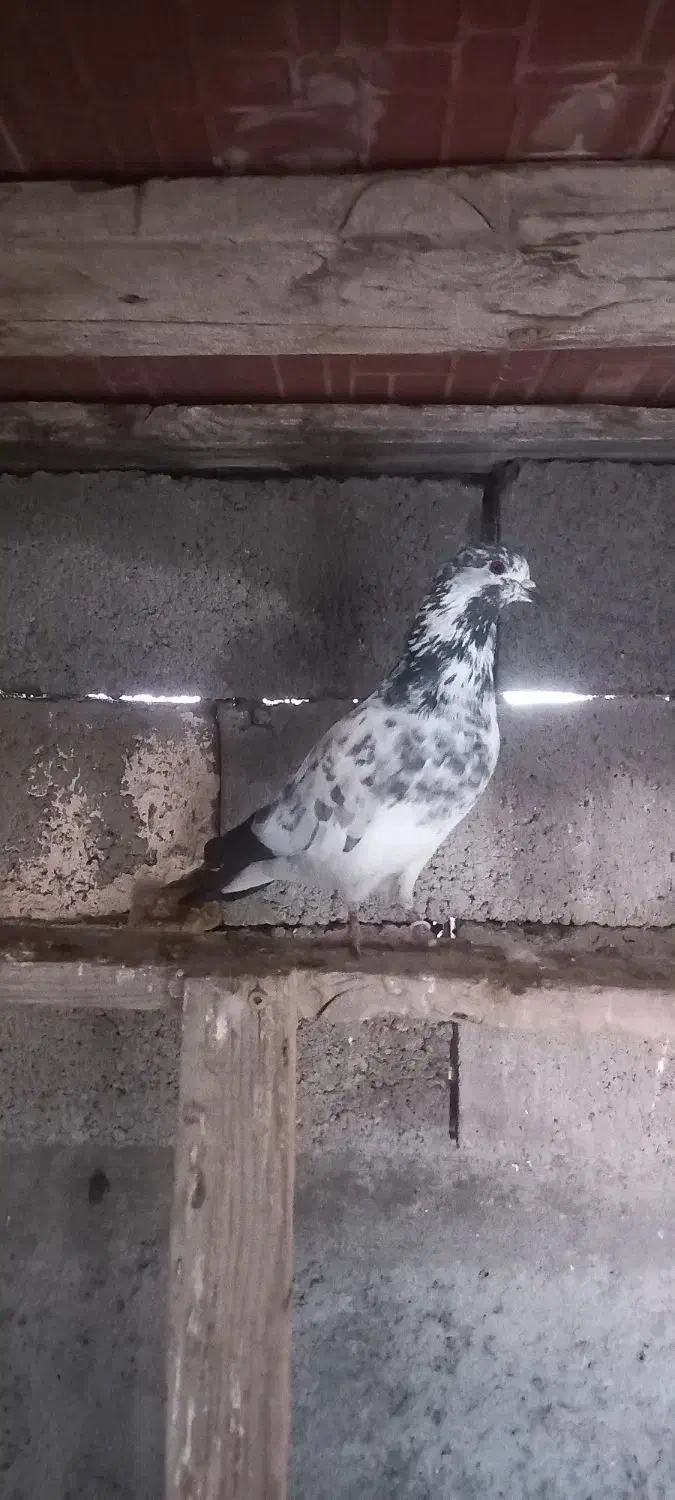 کبوتر|پرنده|مشگین شهر, |دیوار