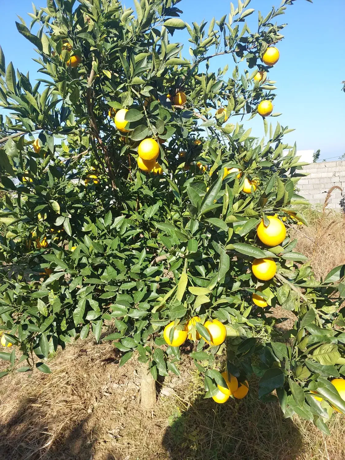فروش زمین با کاربری تجاری- مسکونی تازه آباد چالوس|فروش زمین و ملک کلنگی|چالوس, |دیوار