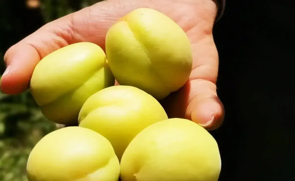 تولید نهال زردآلو تخم مرغی سلطنتی|خدمات باغبانی و درختکاری|دره رود, |دیوار