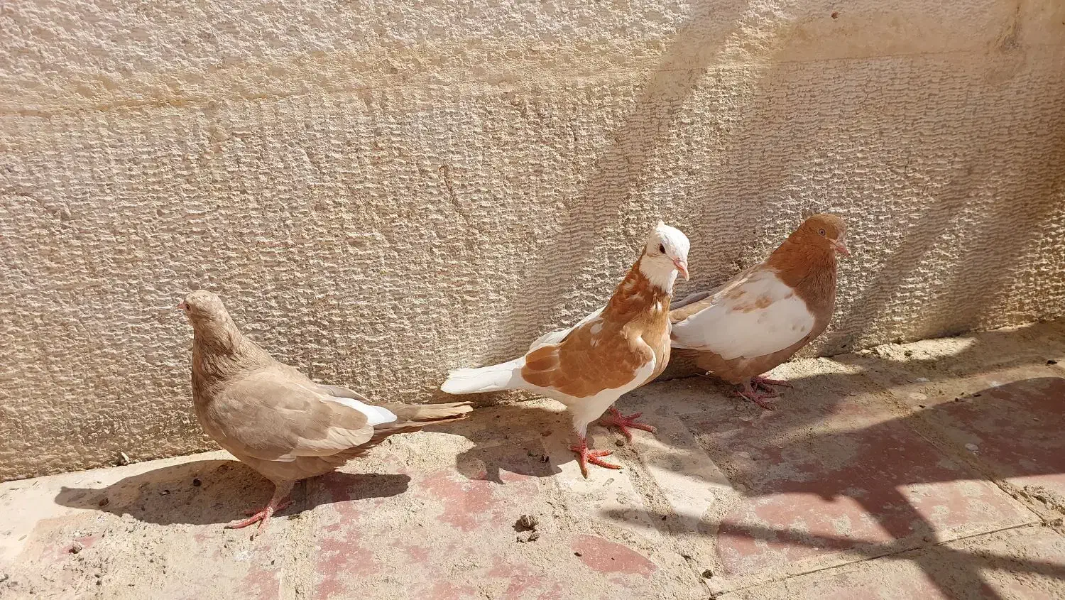 کبوتر ، کفتر ، 3 عدد کبوتر|پرنده|شیراز, شهرک گلستان|دیوار