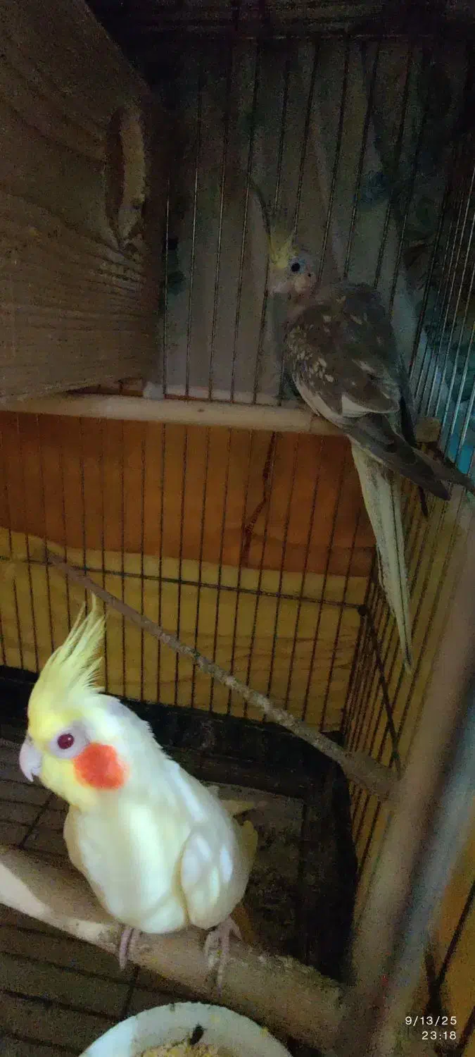 تعدادی طوطی عروس لوتینو و طویی|پرنده|ساری, |دیوار