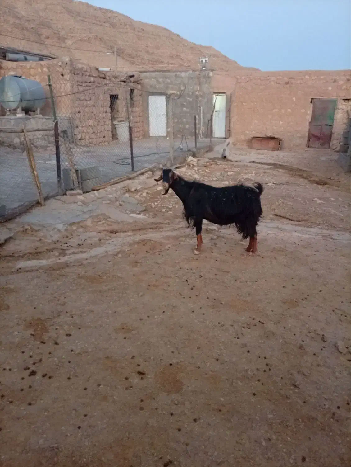 بز داشتی|حیوانات مزرعه|زاگرس, |دیوار