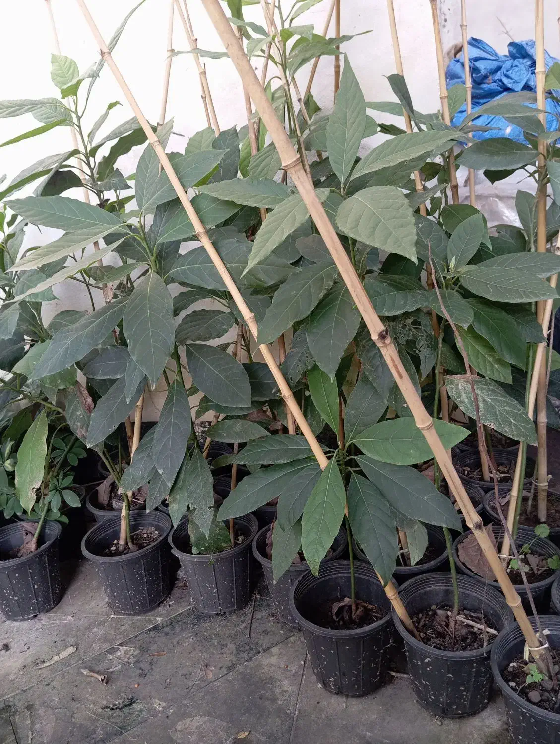 نهال اواکادو|عمده‌فروشی|سلمان‌شهر, |دیوار