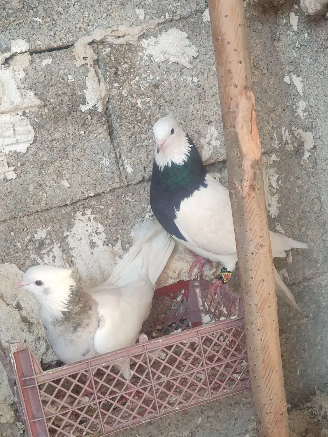 کبوتر|پرنده|نورآباد ممسنی, |دیوار