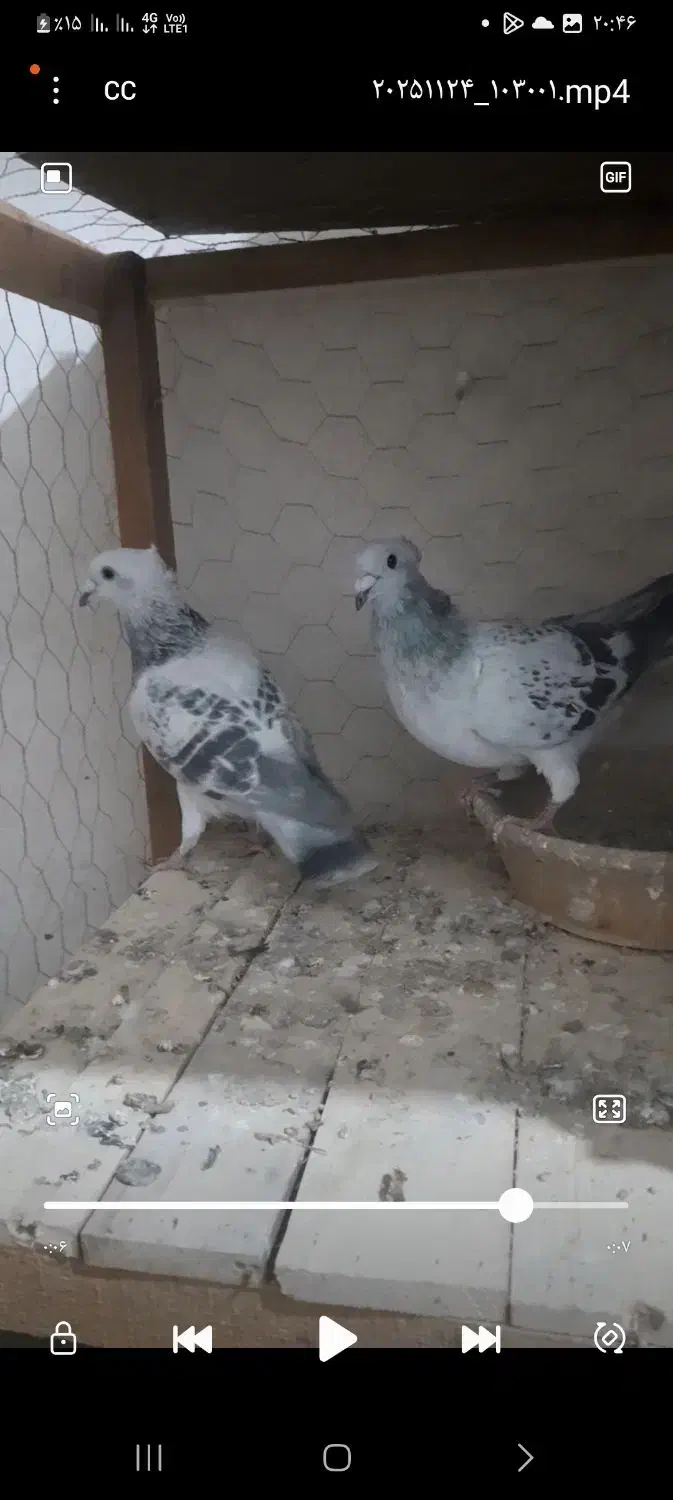 کبوتر شامی|پرنده|آشخانه, |دیوار