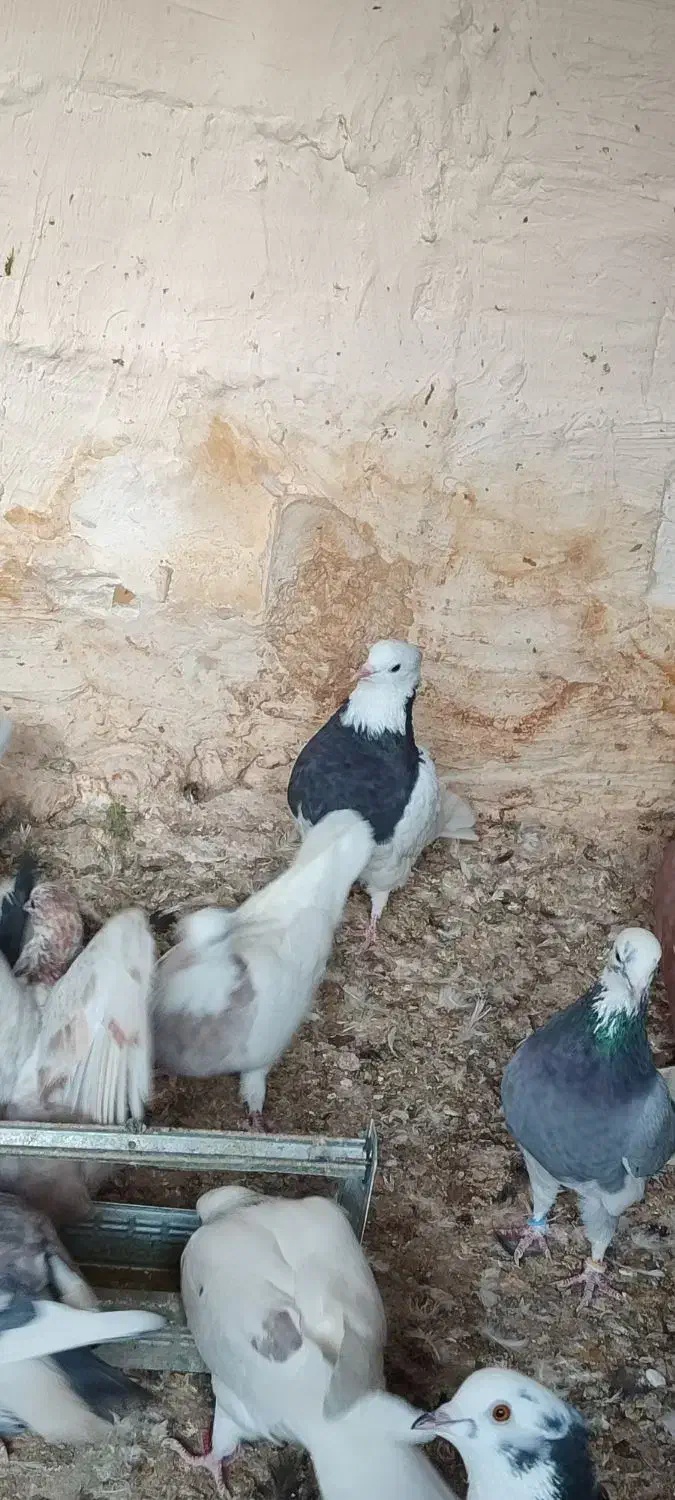 ماده طوقی بافق|پرنده|بافق, |دیوار